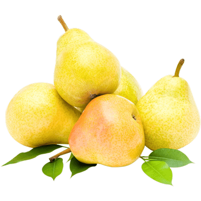 خرید نهال گلابی کوشیا