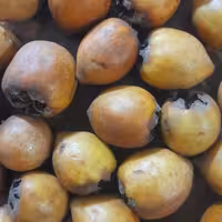 ازگیل محلی شور (2200گرمی)