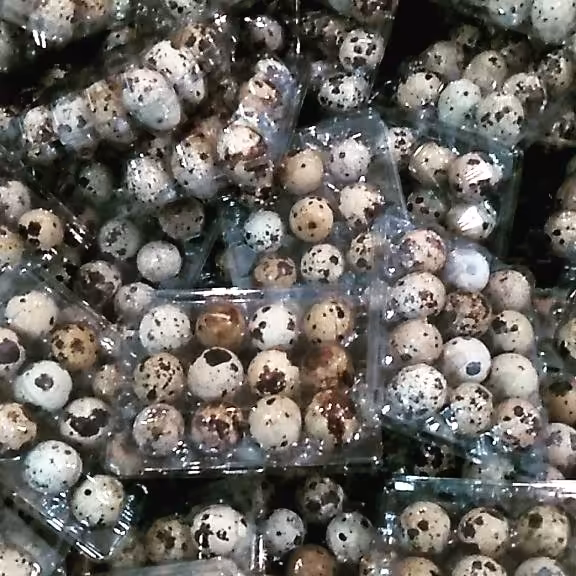 تخم بلدرچین 