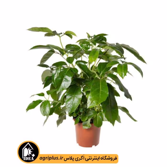 بذر شفلرا آمیت