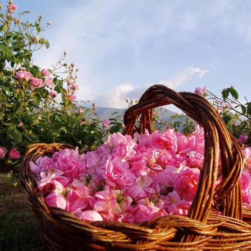 برگ گل محمدی خوش عطروبو (تضمین کیفیت)50گرمی