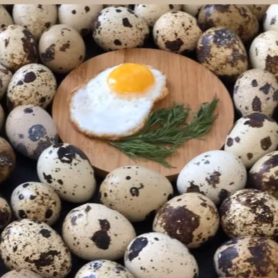 تخم بلدرچین