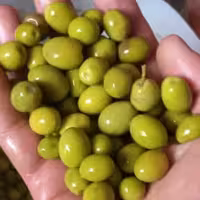 زیتون جنگلی  10 کیلویی 