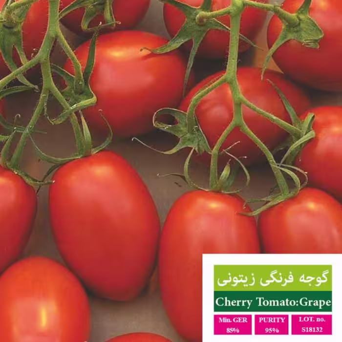بذر گوجه زیتونی بذر طلایی رویان 
