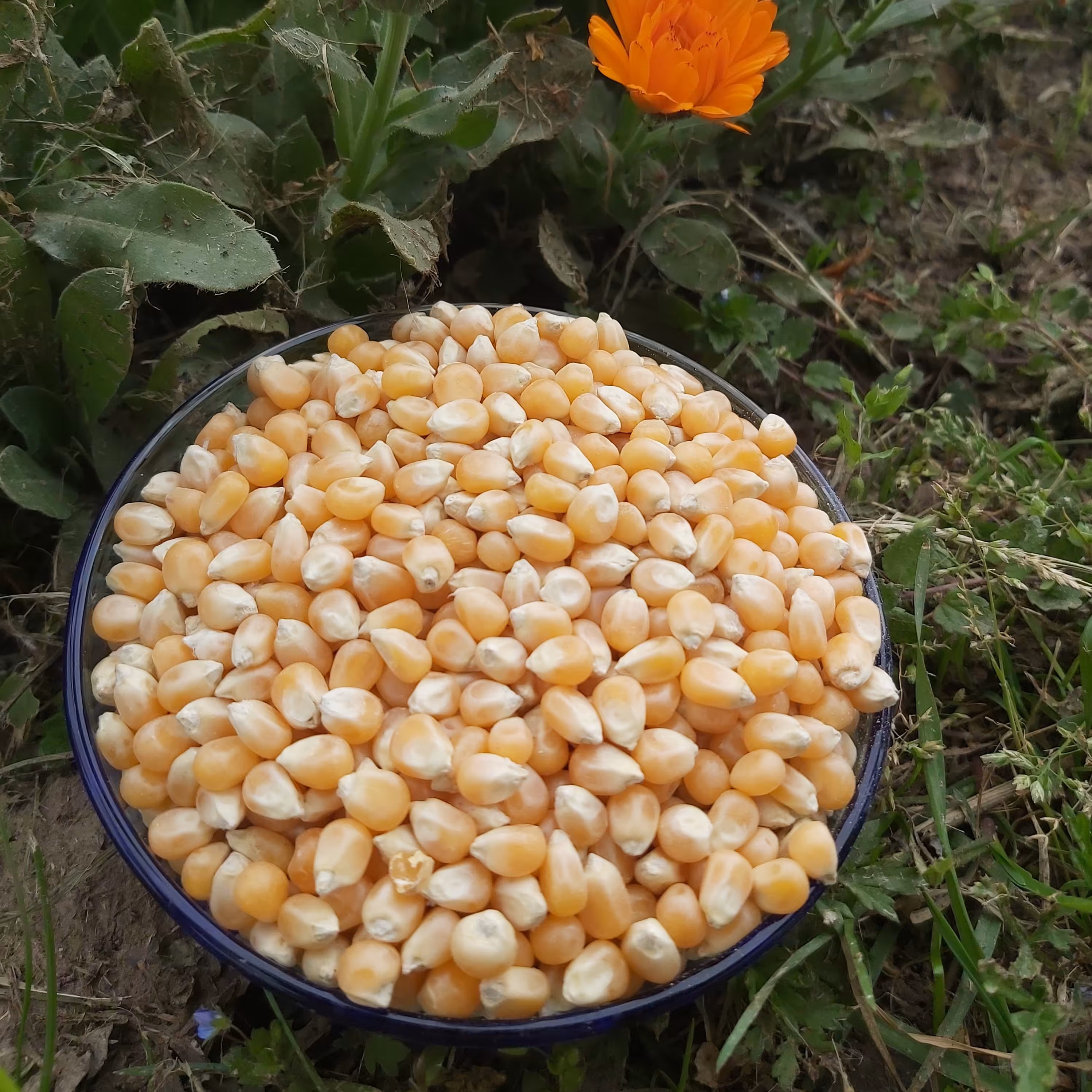 ذرت پفیلا سایز بزرگ 1000گرمی 