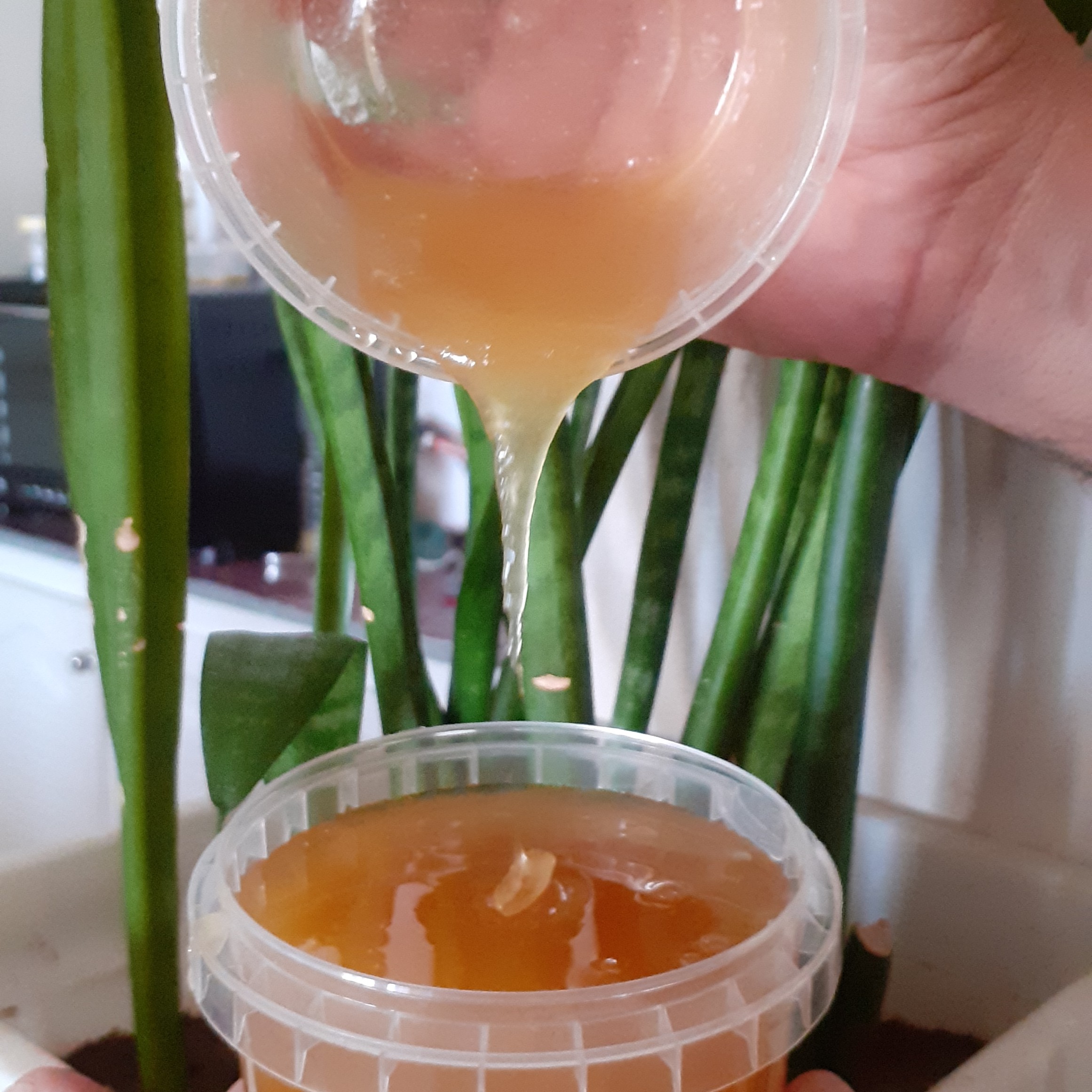 450گرم عسل خالص وحشی طبیعی جنگلی درختی ناب بدون شاخه وموم رس زده و زنده بدون قند و تغذیه