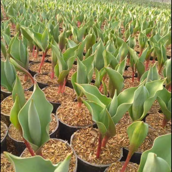 لاله مناسب شب عید سایز گلدان 10(هزینه ارسال بصورت پس کرایه)