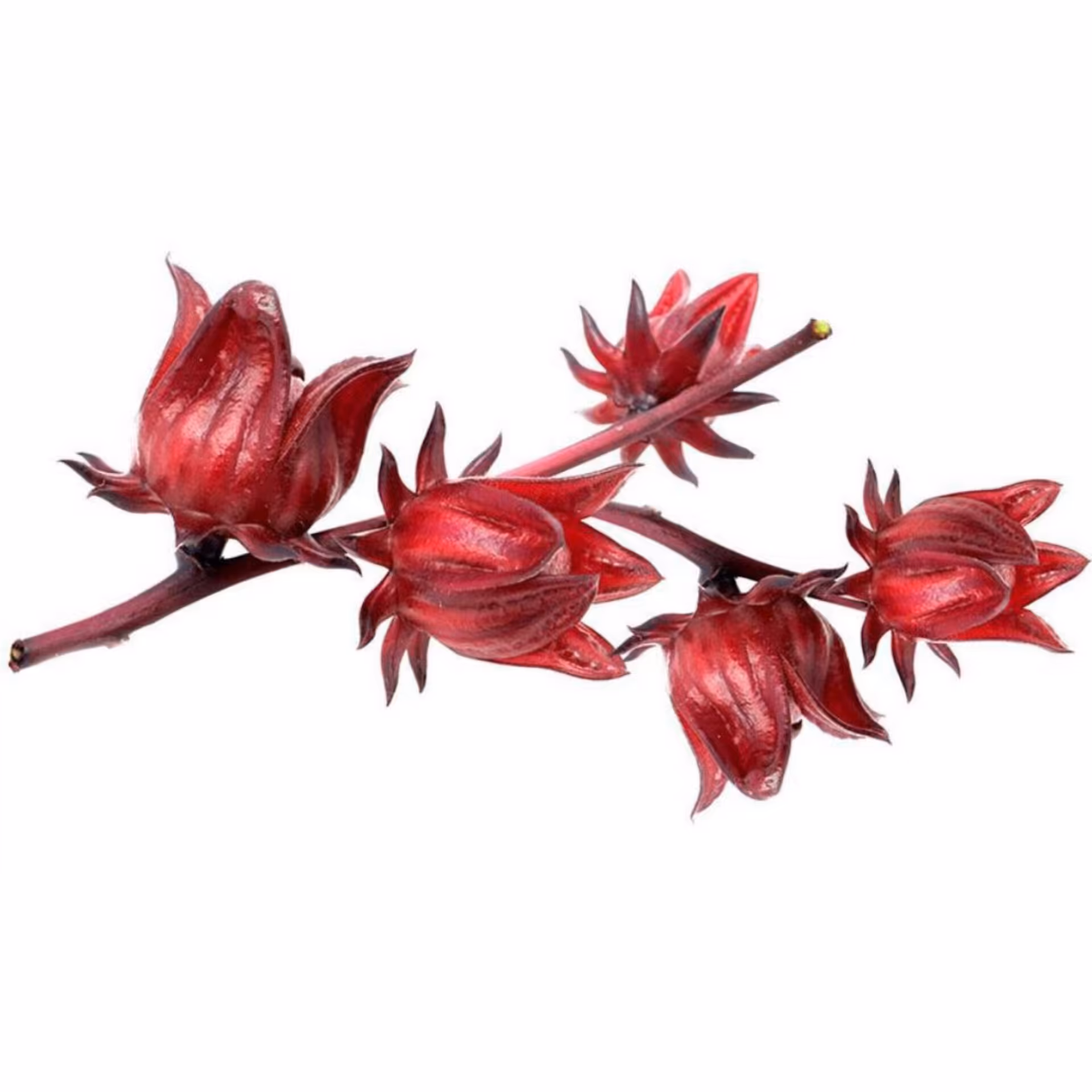 بذر چای ترش