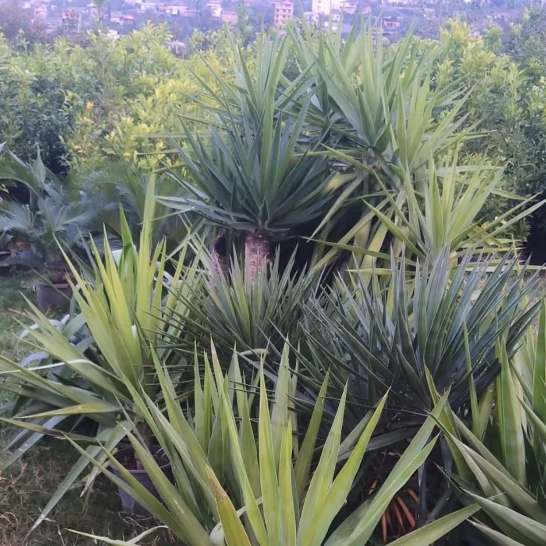 یوکا تنه دار گلدان بزرگ در تصویر.ارتفاع بیش ازیک متر. به علت وزن زیاد خاک ریشه لخت ارسال میشود.ارسال فقط به قائمشهر 