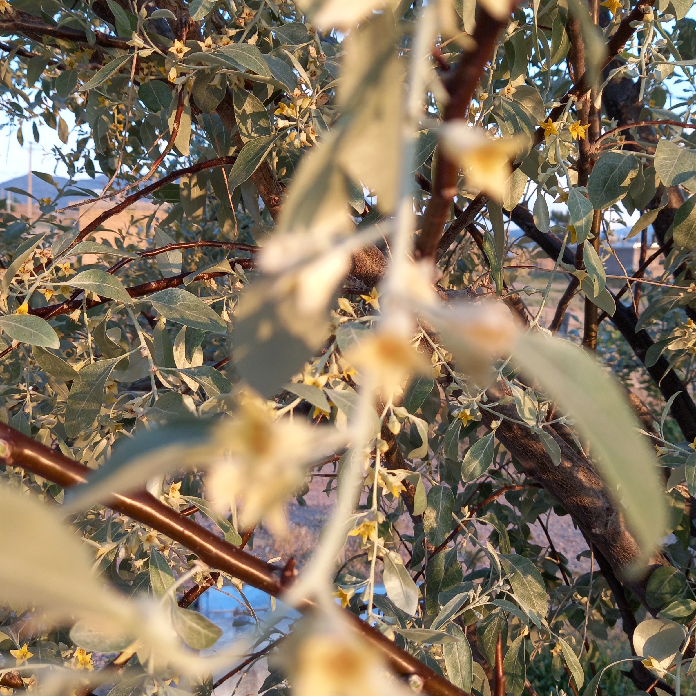 برگ سنجد  200گرم بسیار تازه وخشک