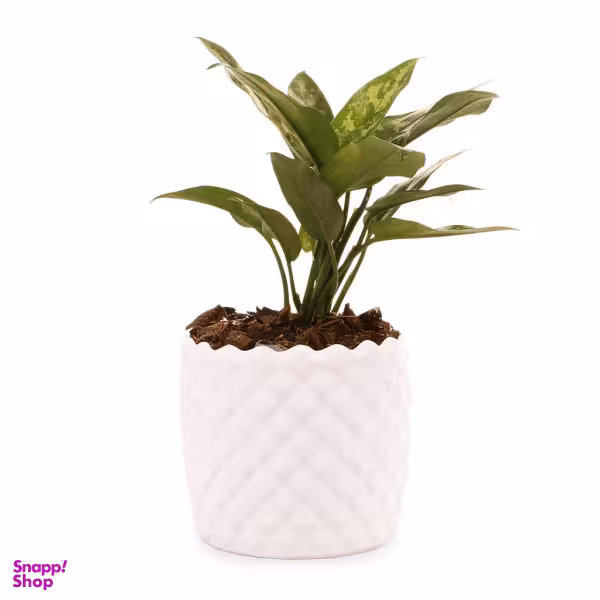 گیاه طبیعی آگلونما سبز گلیتال مدل GTL115