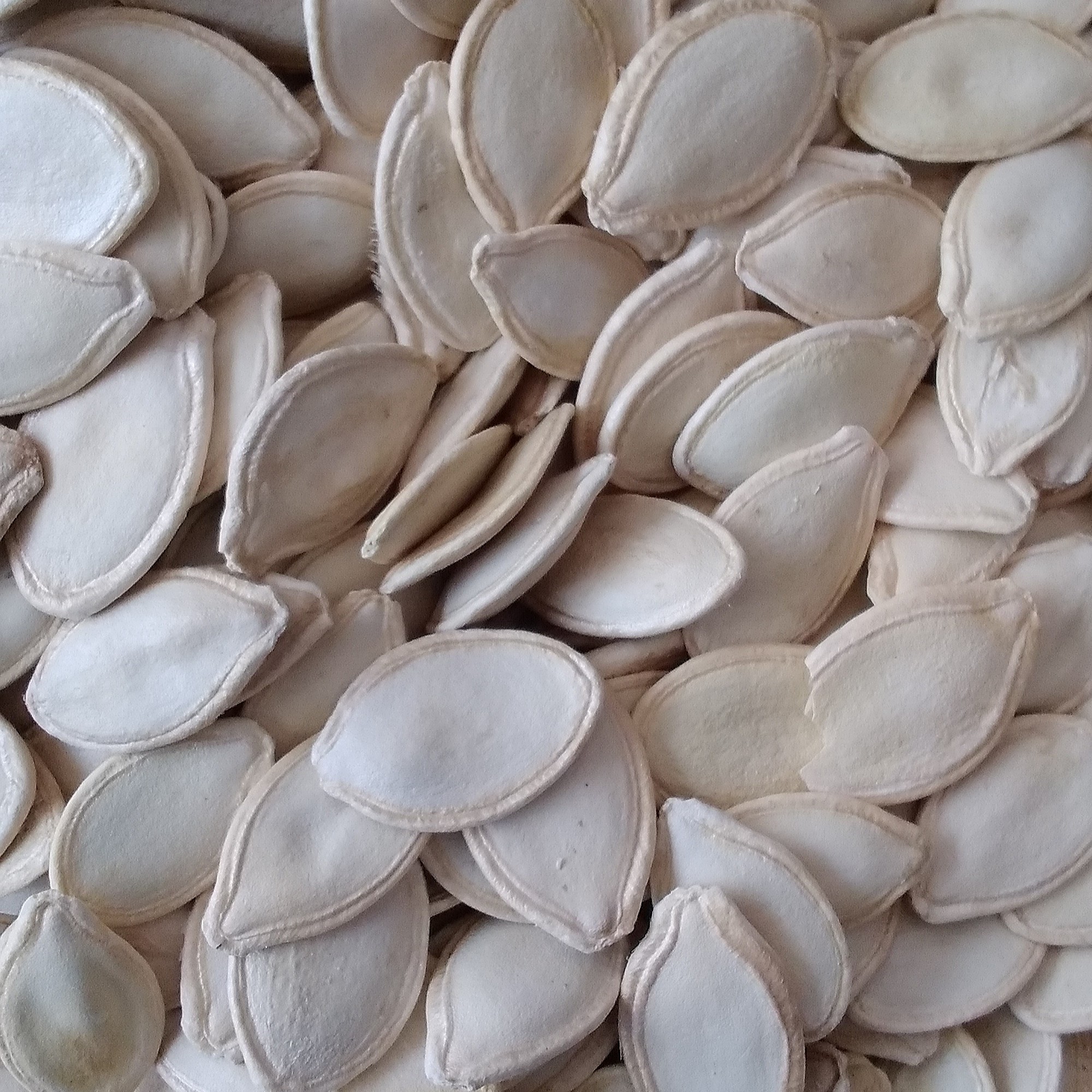 کدو گوشتی خام درجه2
