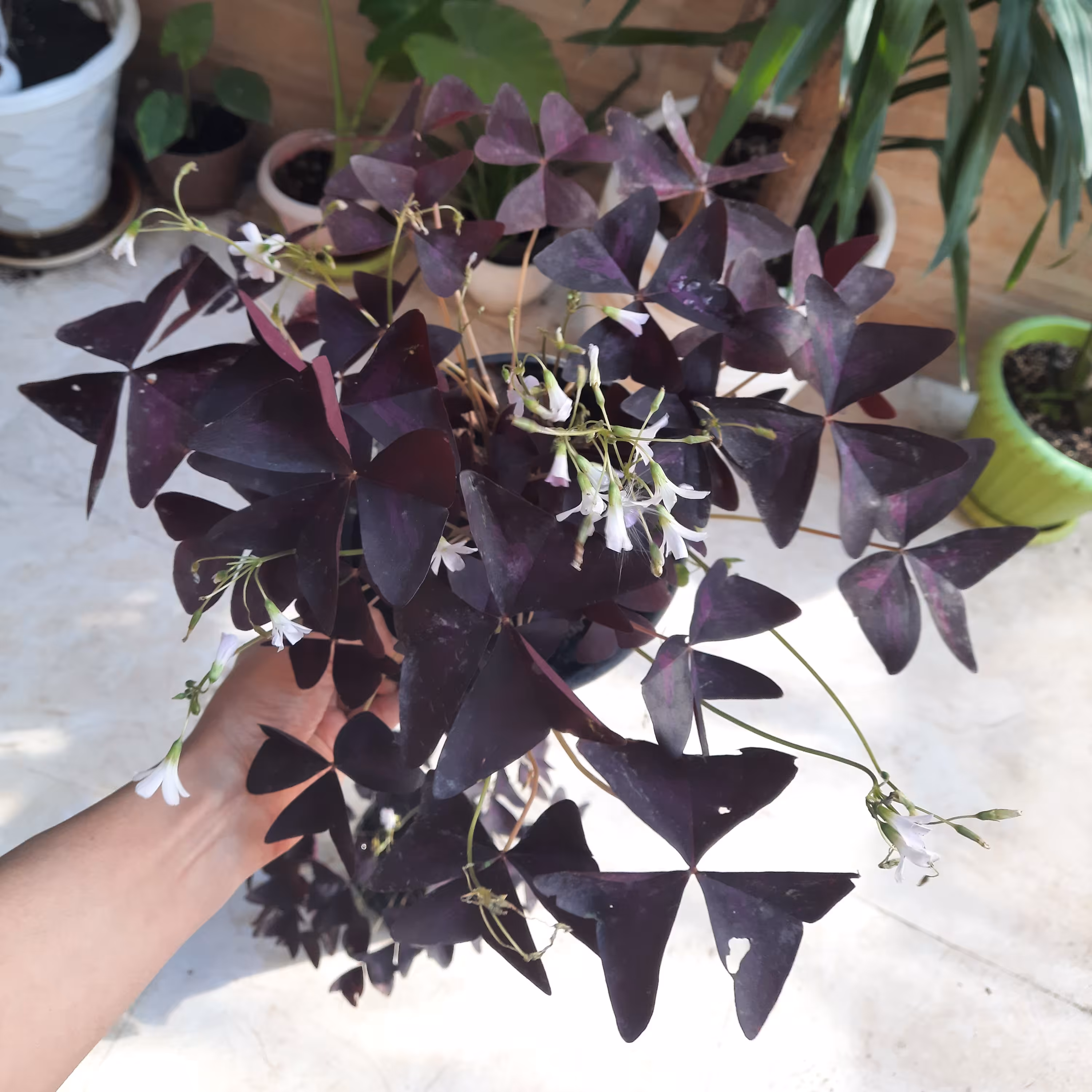 گل اگزالیس،گل پروانه ای ،هزینه ی ارسال به عهده ی مشتری محترم