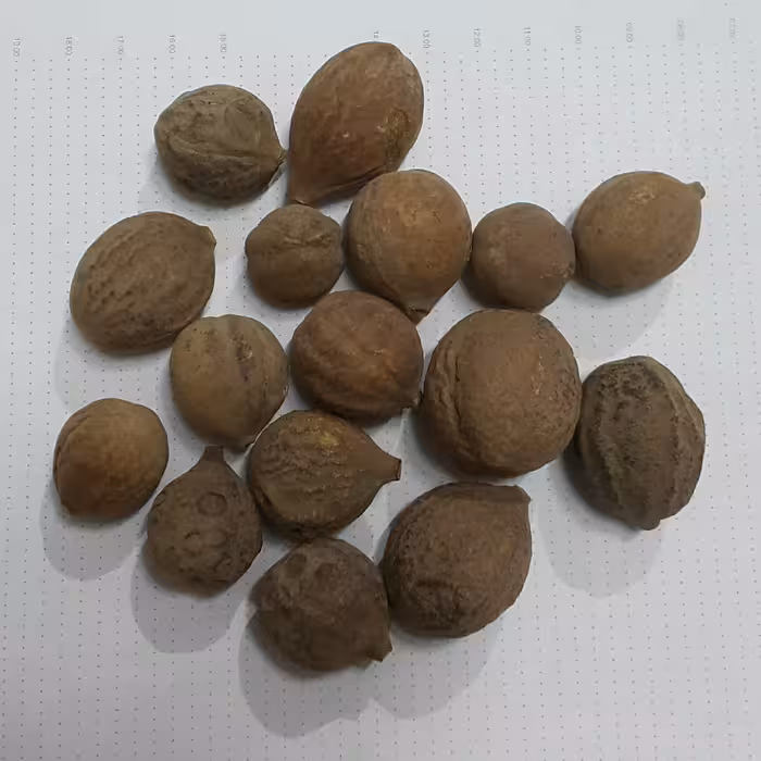 هلیله کابلی ( 80 گرم )