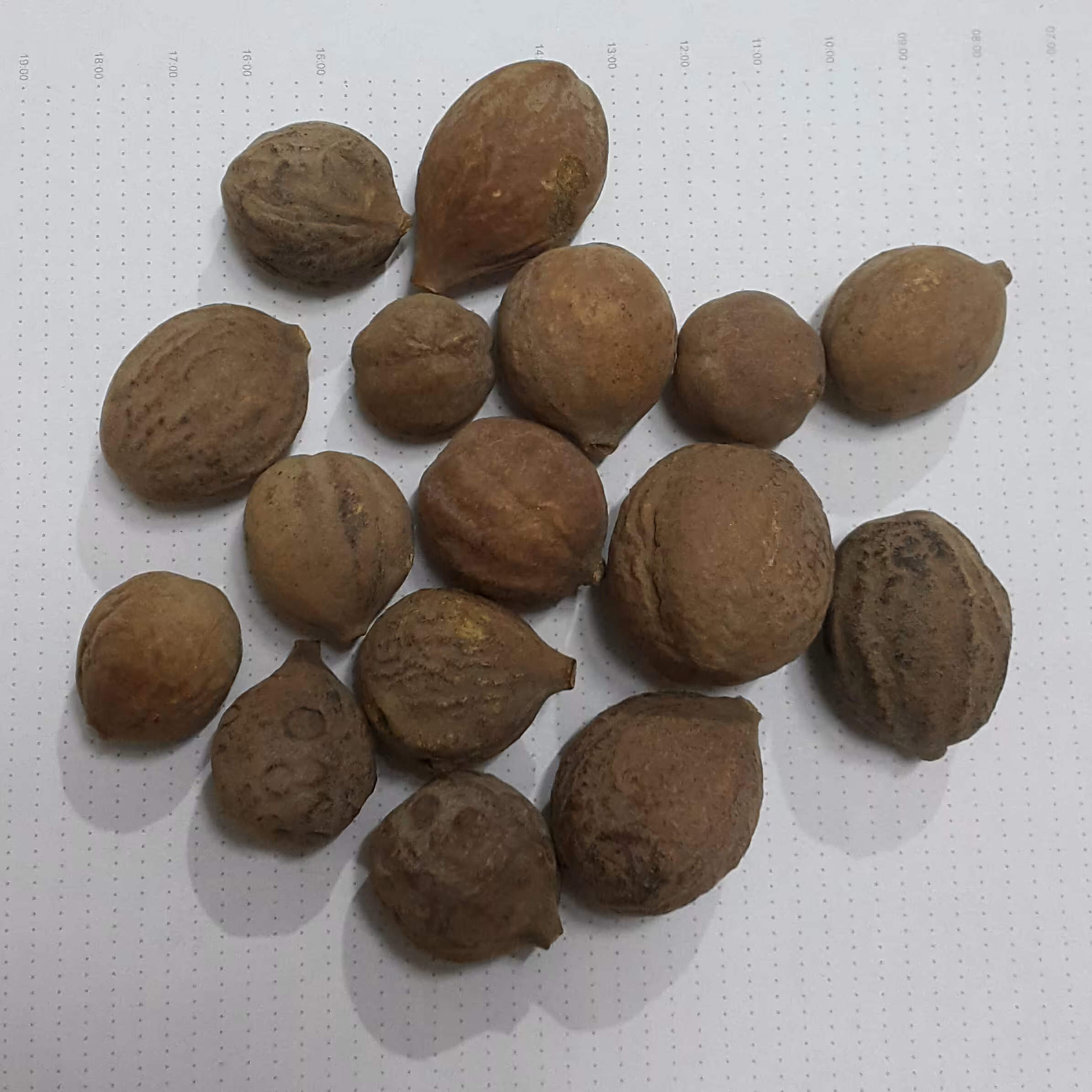 هلیله کابلی ( 80 گرم )