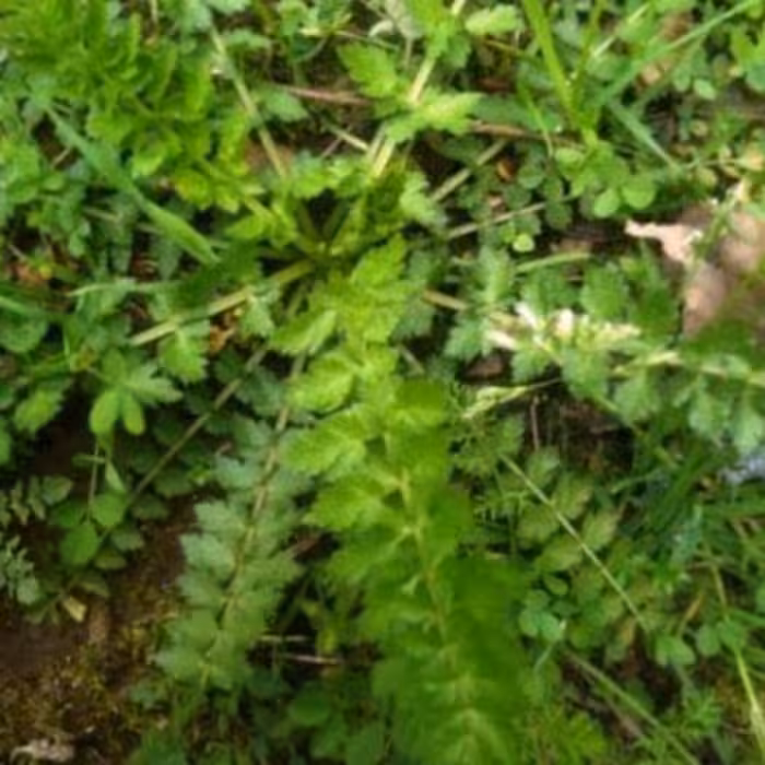 سبزی اناریجه جنگلی (100گرمی)