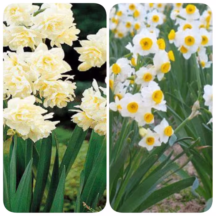 پیاز گل نرگس بسیار معطر سایز کوچک   (یک عدد )
