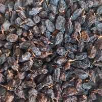 مویز کوهی آفتابی کاملا ارگانیک یک کیلویی تازه