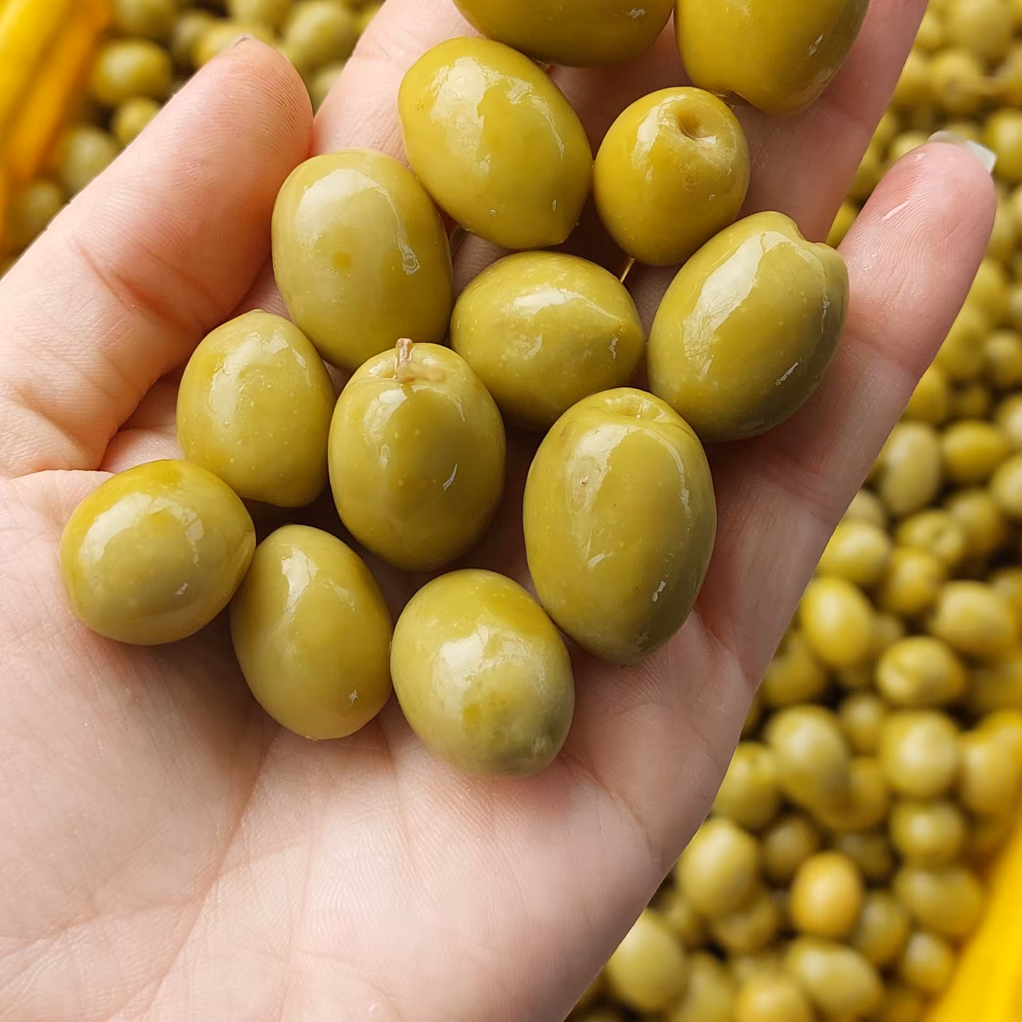 زیتون کنسروی  سایز درشت 