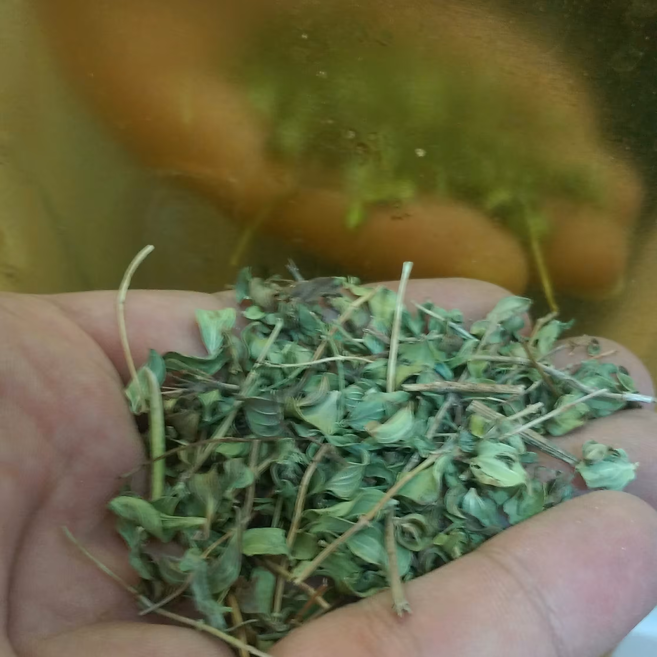 آویشن برگ پهن کوهستانی کوردستان درجه فوق عالی(100گرم)