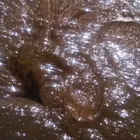 رب انار ترش و ملس  محلی شمال (500) گرمی