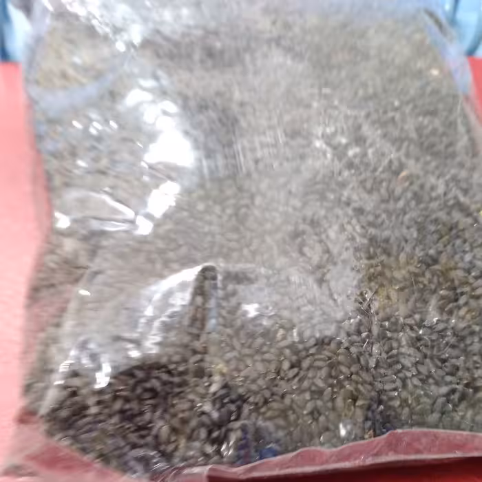 تخم شربتی درشت