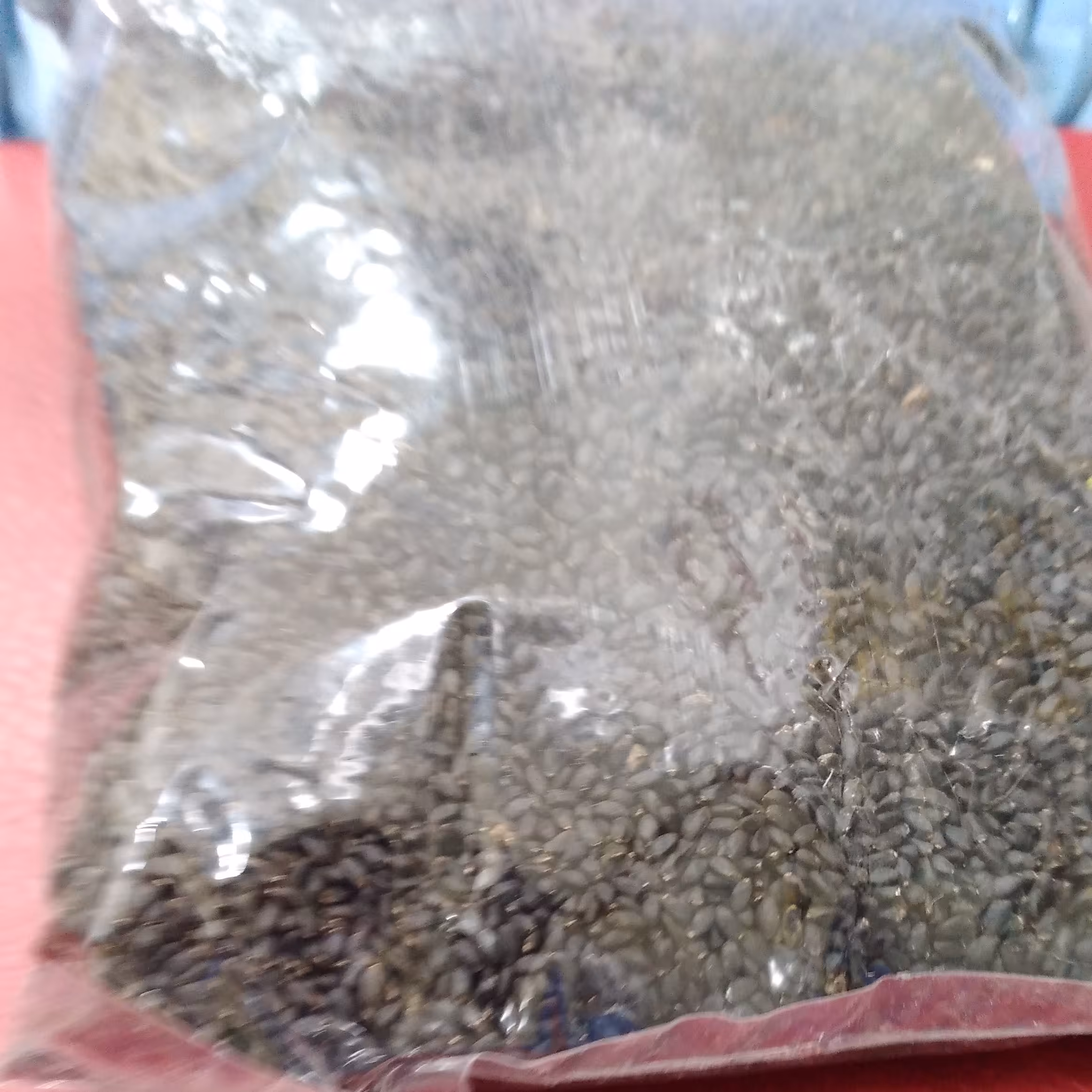 تخم شربتی درشت