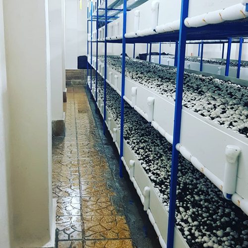 طرح توجیهی پرورش قارچ - Tarhtojihiorg