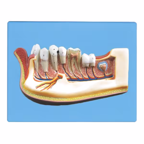 مولاژ نیم فک انسان