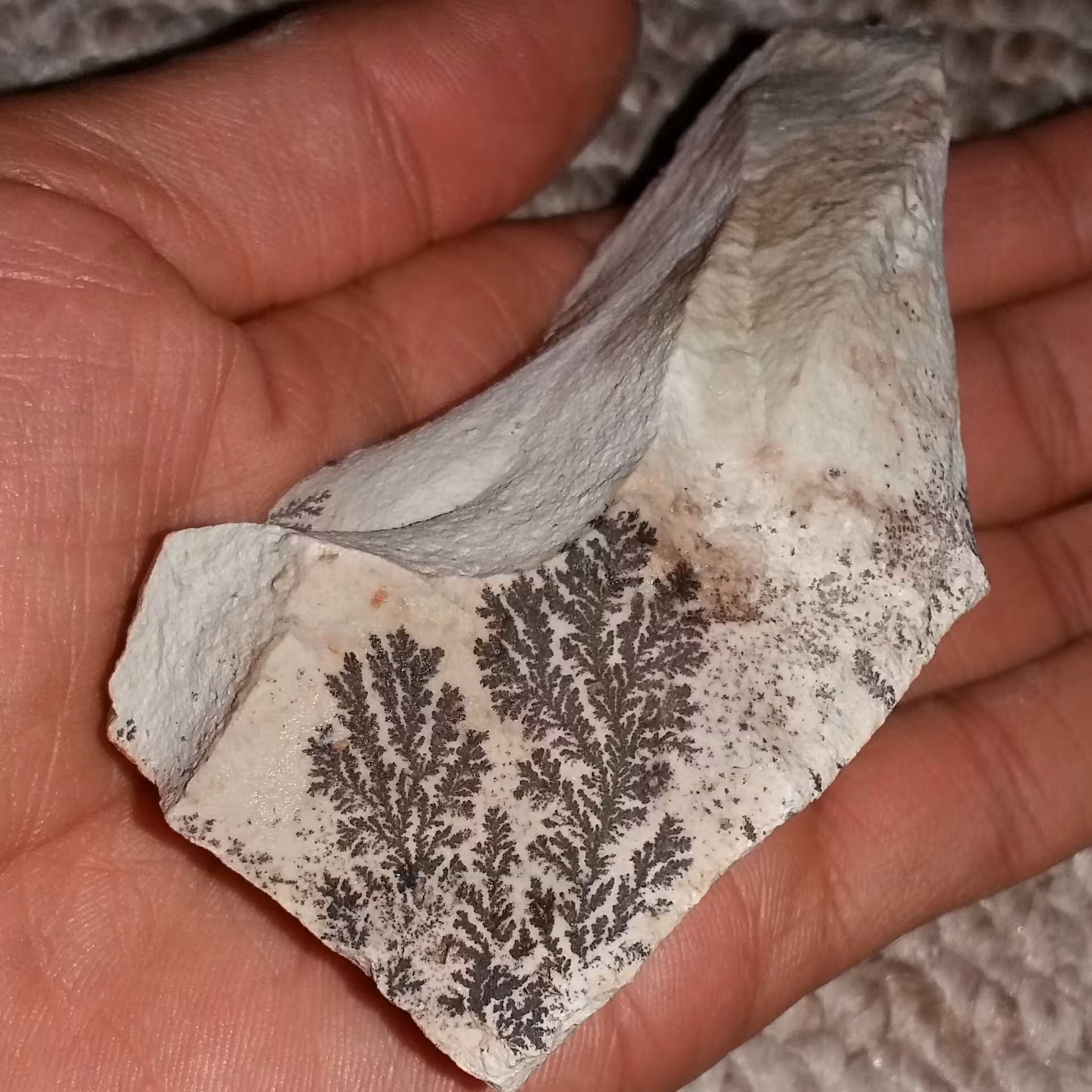 سنگ راف 100 در 100 طبیعی شجر دندریتی یا فسیلی بینظیر محشر رر شاهکار خلقت
شجر واضح خااااا ا اااص
