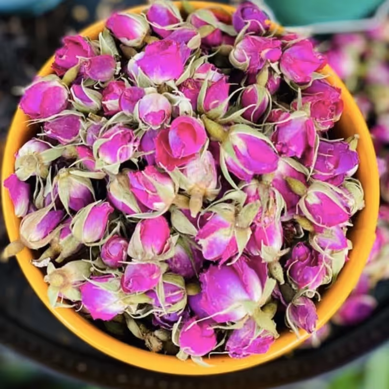 غنچه گل محمدی