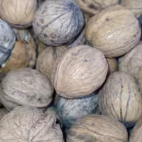 گردو ایرانی پر مغز و درشت با مغزی سفید تضمین کیفیت با ارسال کاملاً رایگان