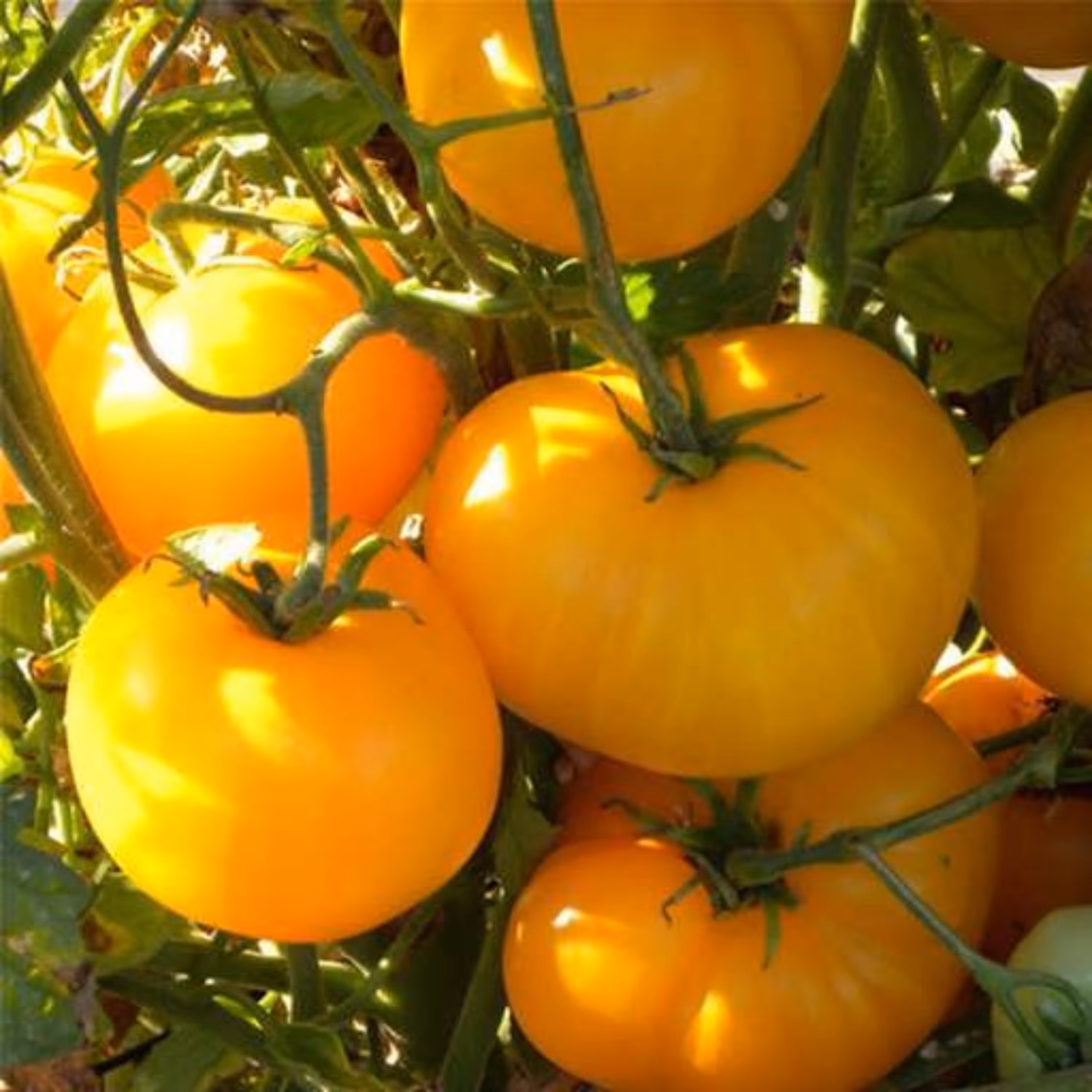 بذر گوجه آزویچکا 10 عددی 