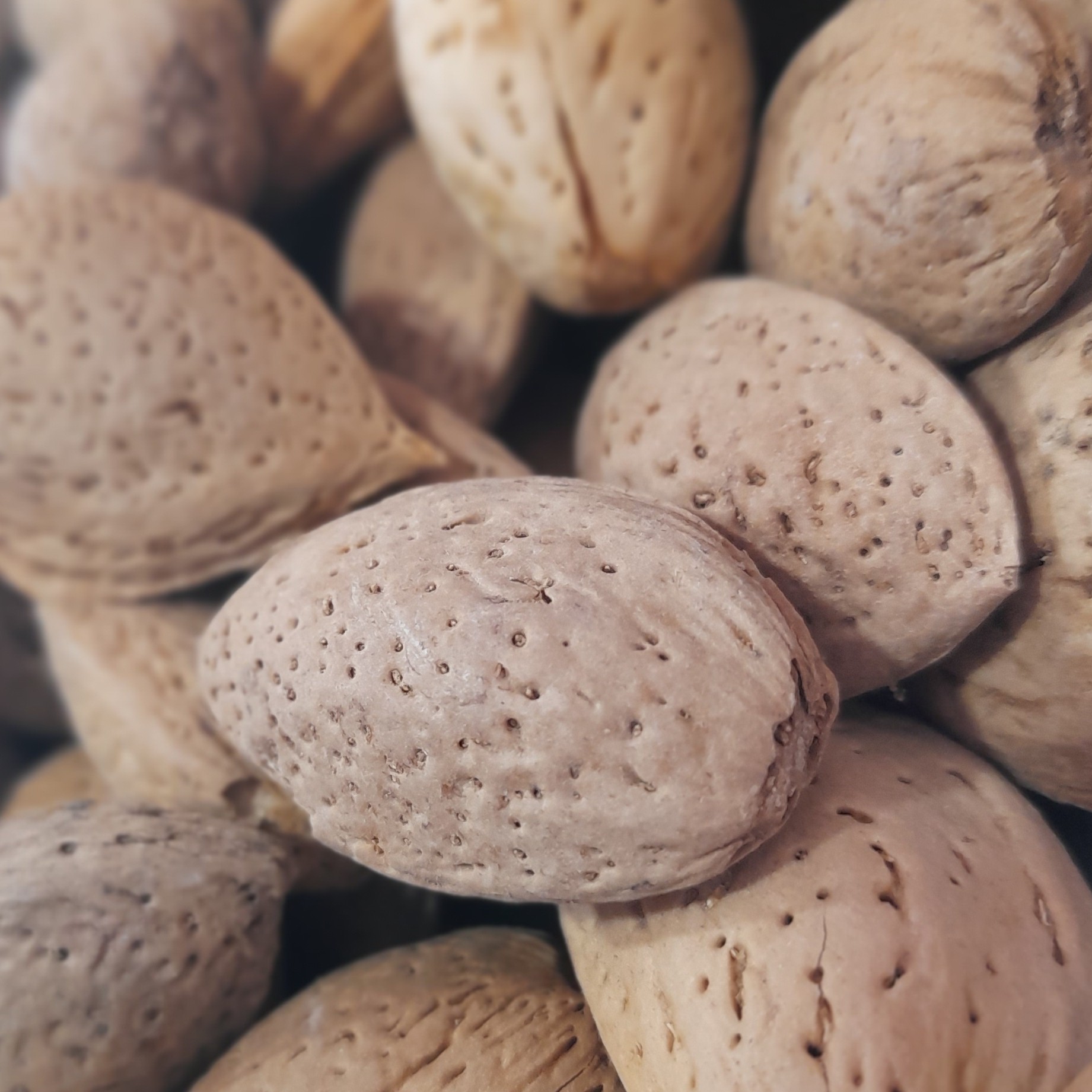 بادام سنگی تازه امسالی (ارسال رایگان)