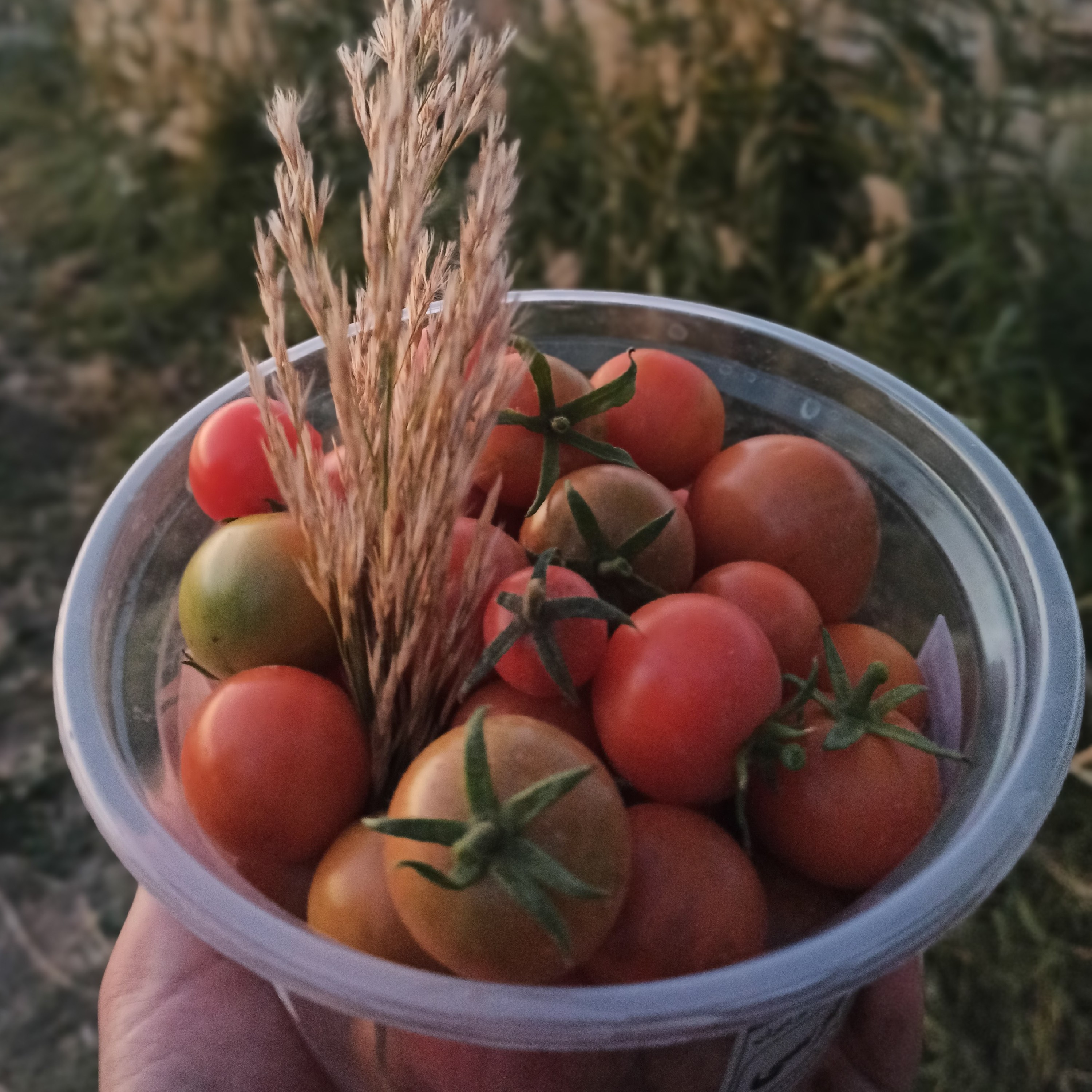 گوجه فرنگی خونگی (یک کیلویی)