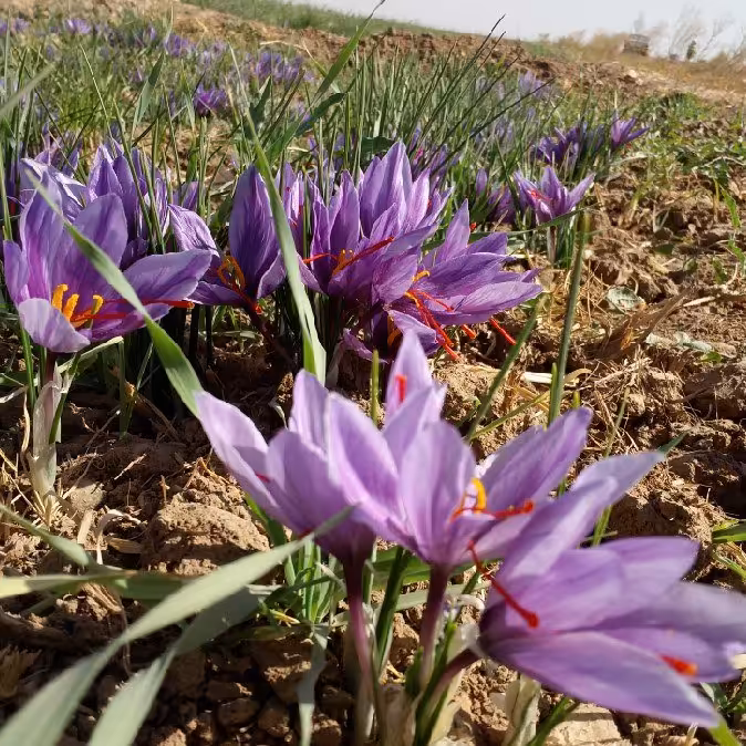 زعفران ویژه 10 مثقالی