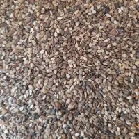 کنجد بوداده اعلا پاک شده