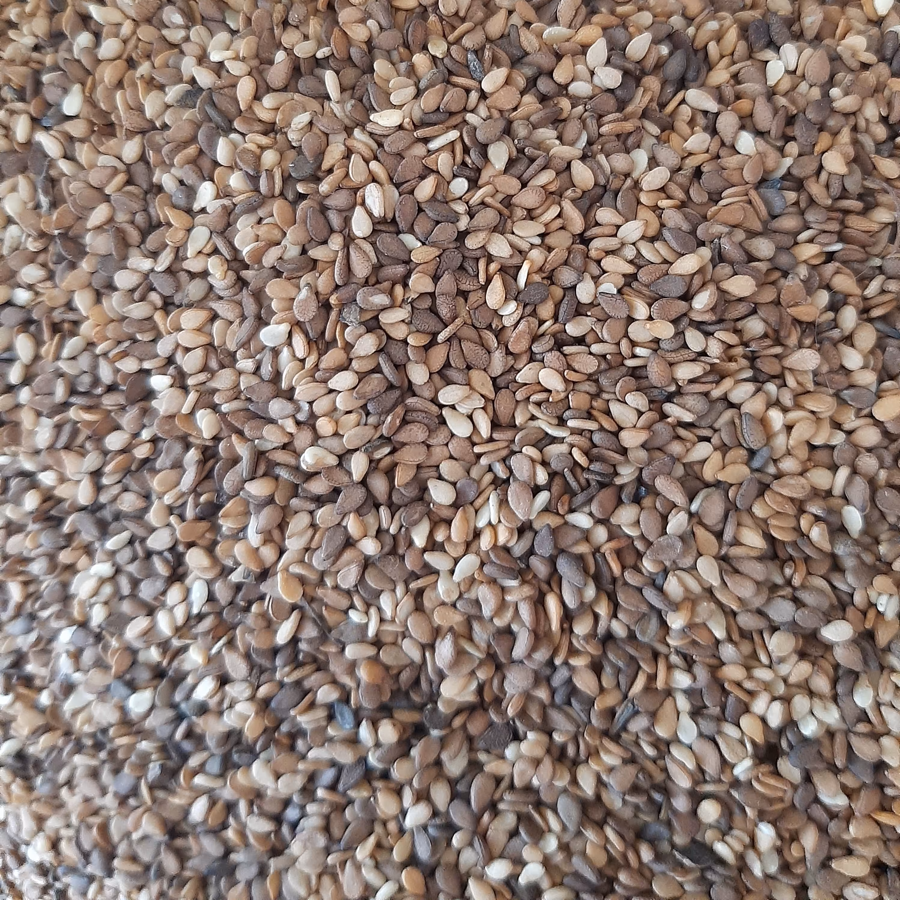 کنجد بوداده اعلا پاک شده