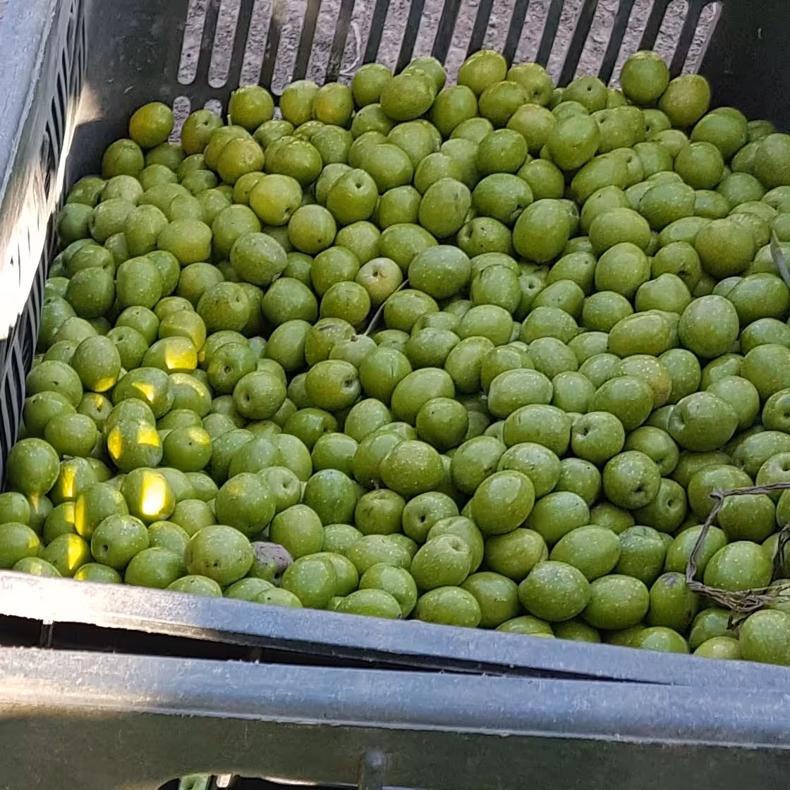 زیتون بادامی در سایز متوسط خوش طعم و تازه و خوش مزه