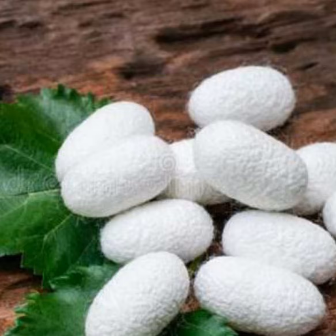 پیله ابریشم 