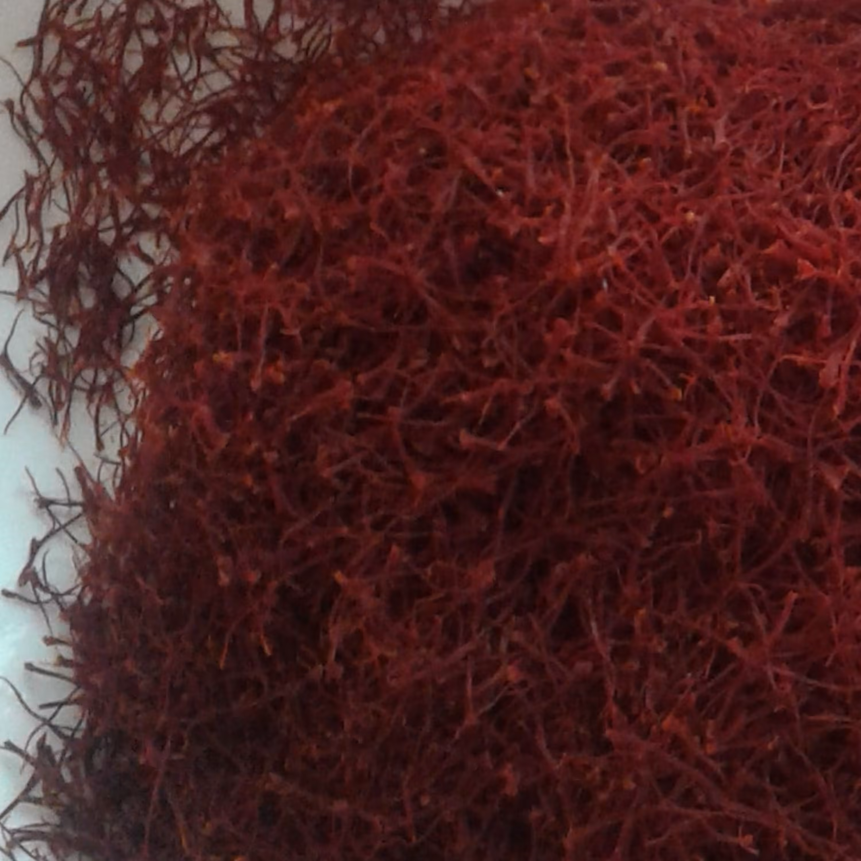 زعفران آذربایجان با عطری دل انگیز و نشاط آور