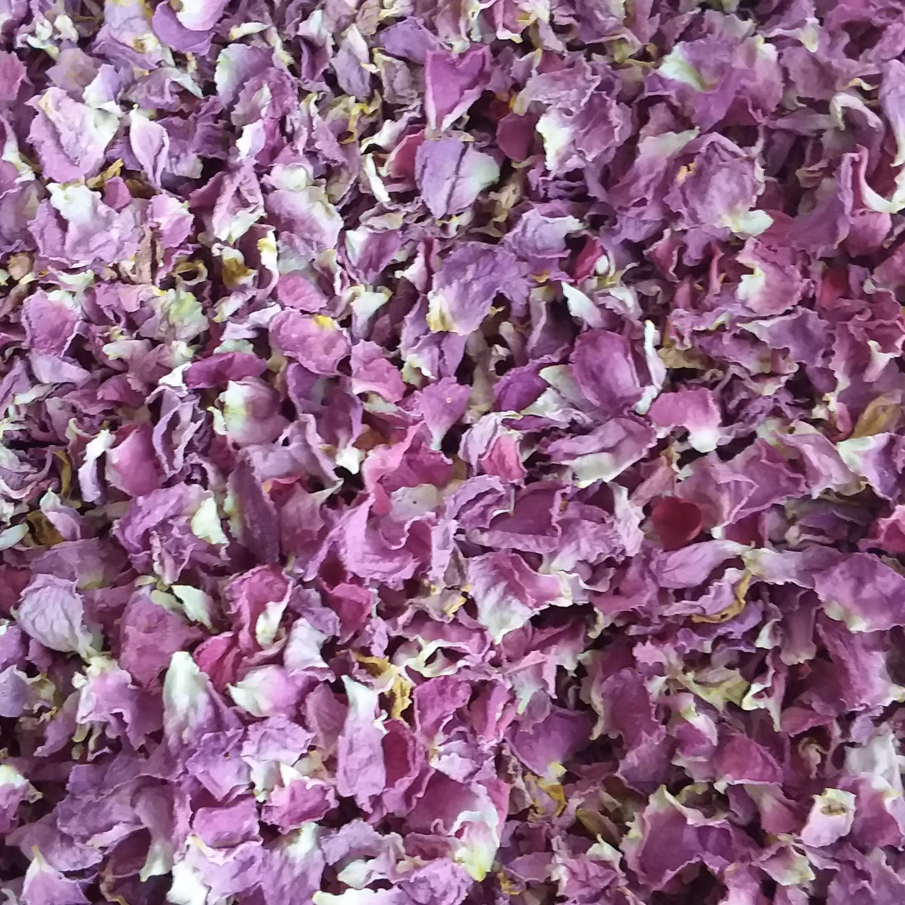 پر گل محمدی خشک شده بسیار تمیز و باکیفیت