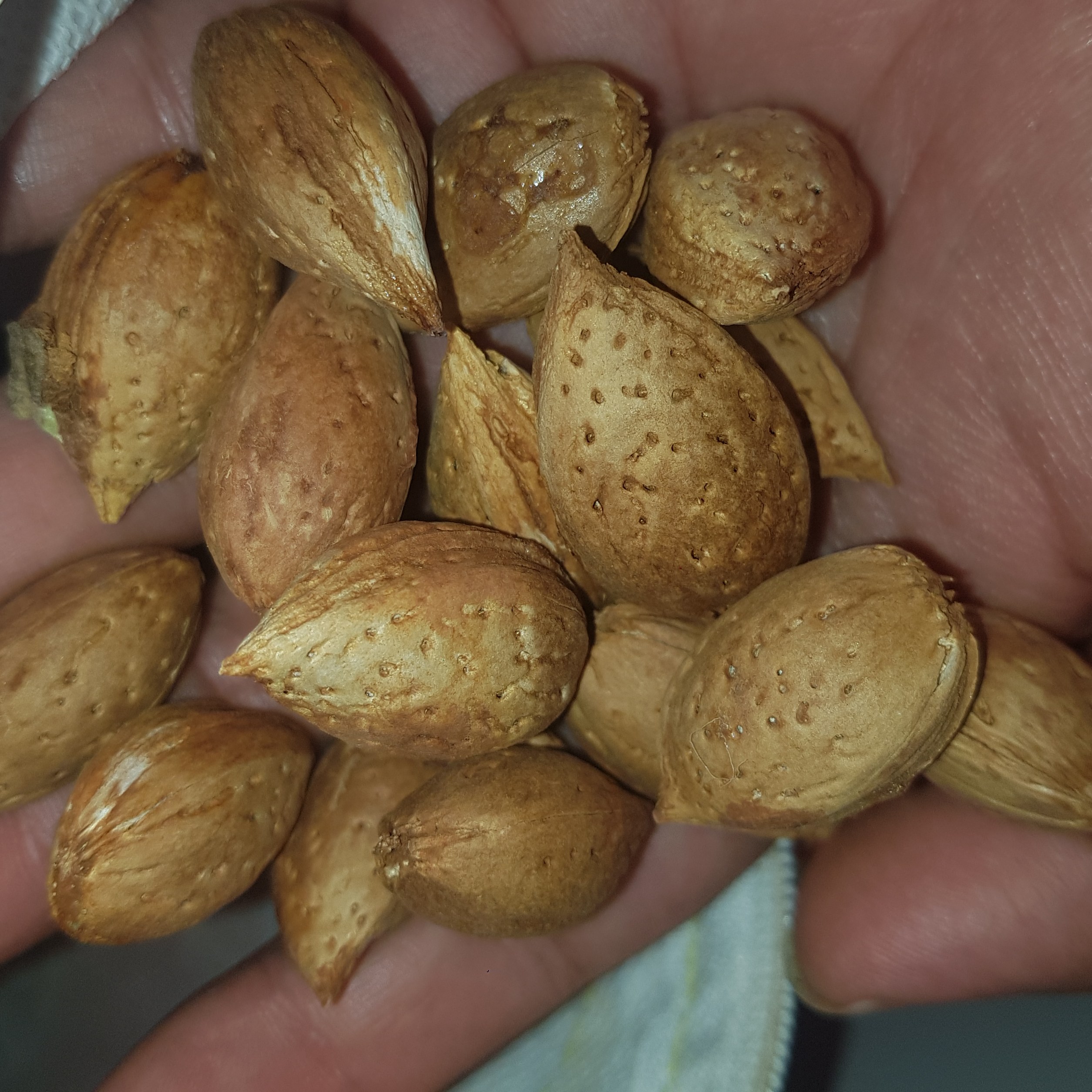 بادام درختی