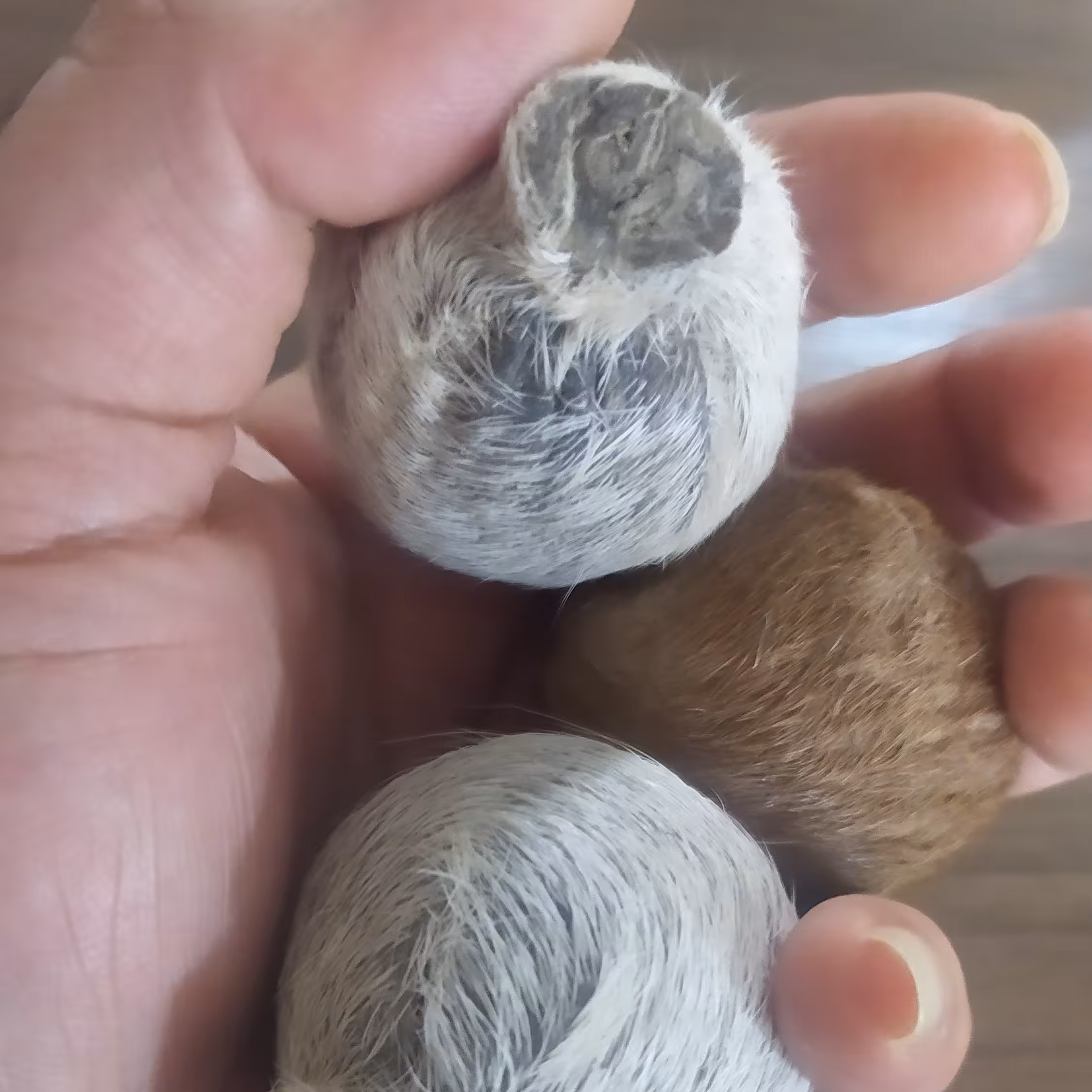 ناف آهو مشک آهو