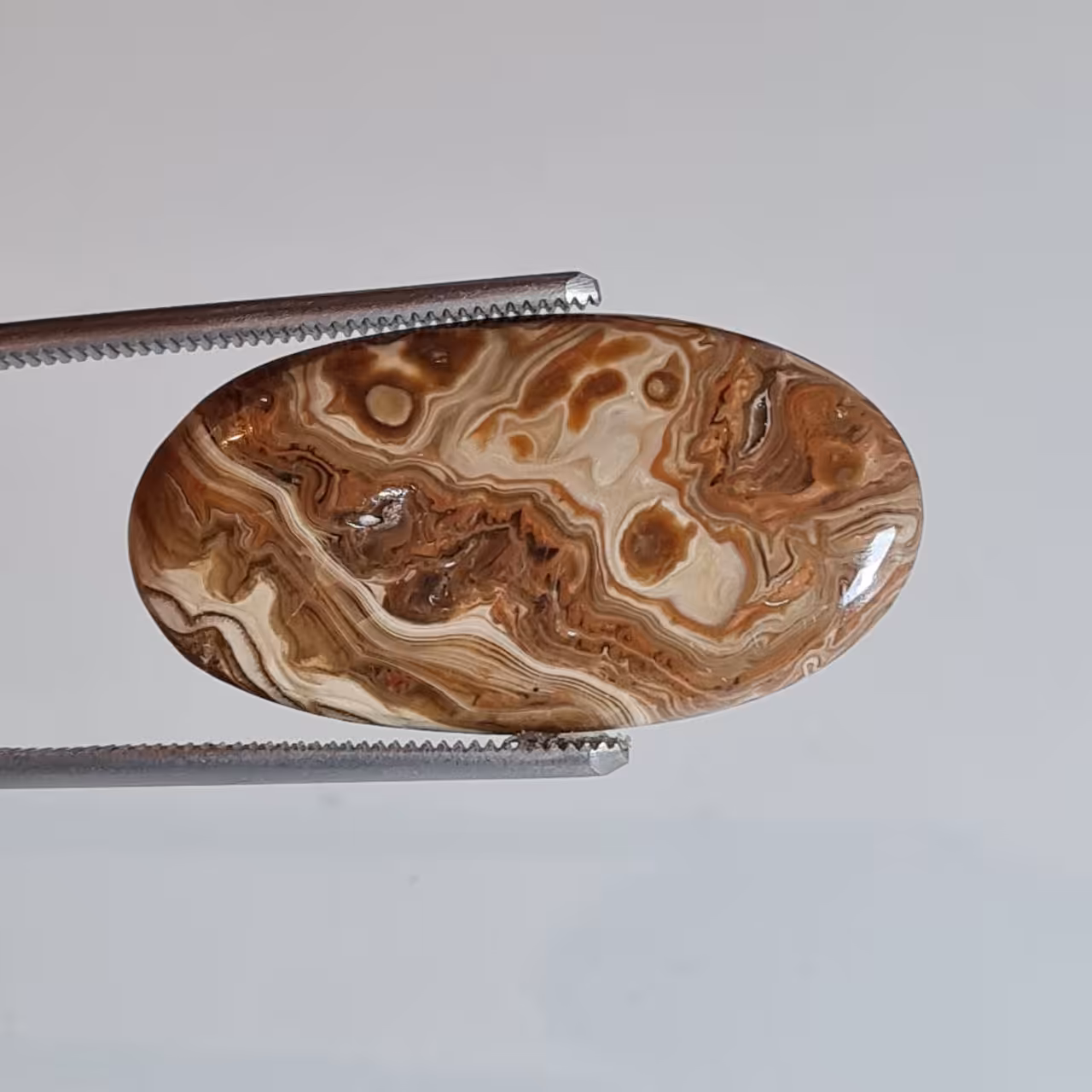 سنگ وود فسیل کورال اصل 5735