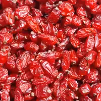 زرشک پفکی اعلا یک کیلویی مشرق زمین امسالی مستقیم از کشاورز