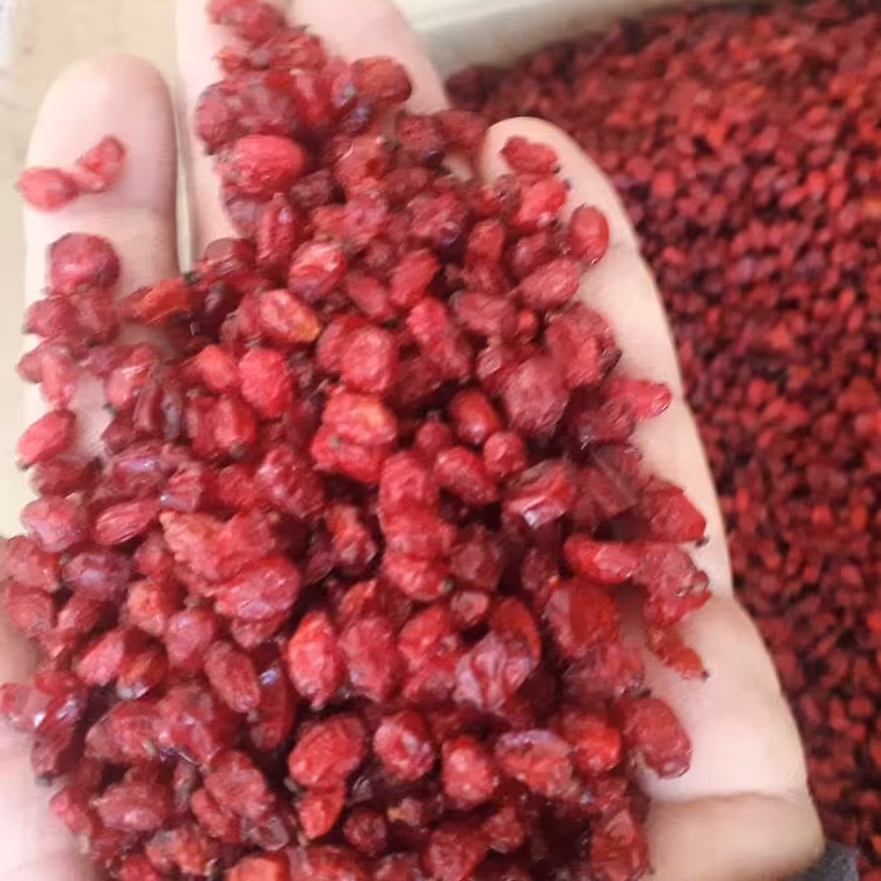 زرشک اعلا درجه یک(نیم کیلو ) ارسال رایگان  ضمانتی 