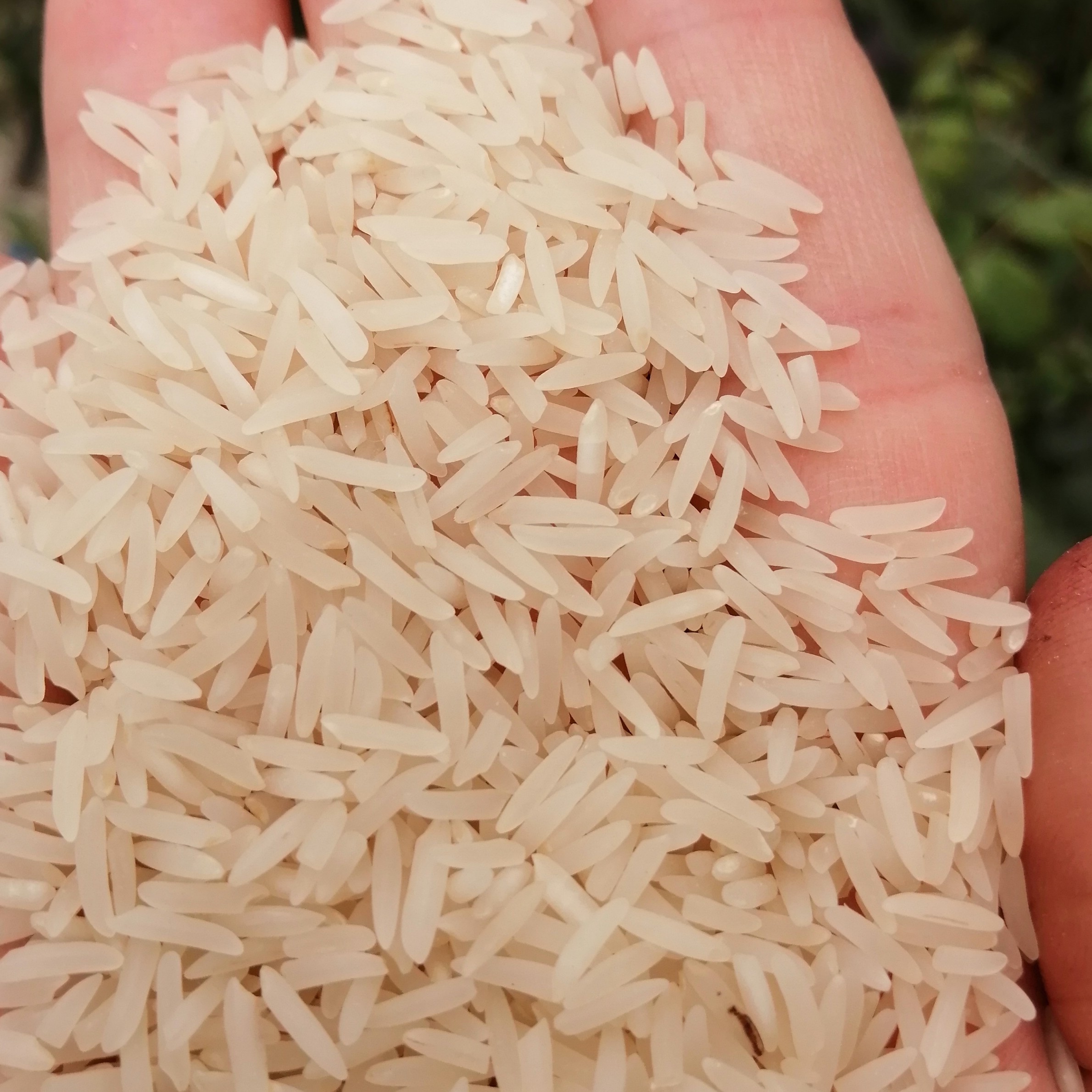 برنج فجر سوزنی گرگان سورت شده یکدست بدون شکستگی