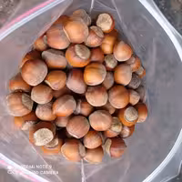 فندق خام اشکور تازه و امساله