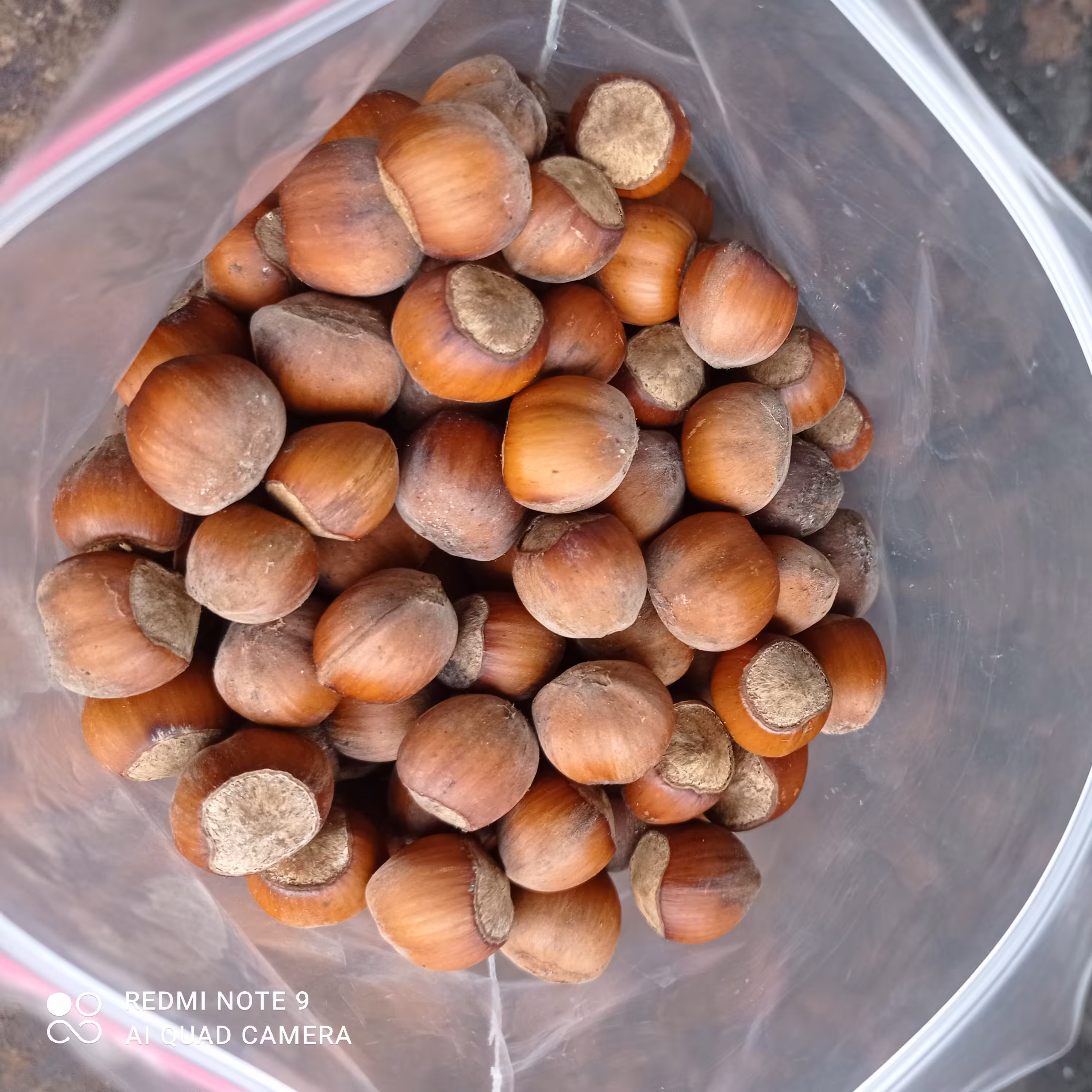 فندق خام اشکور تازه و امساله